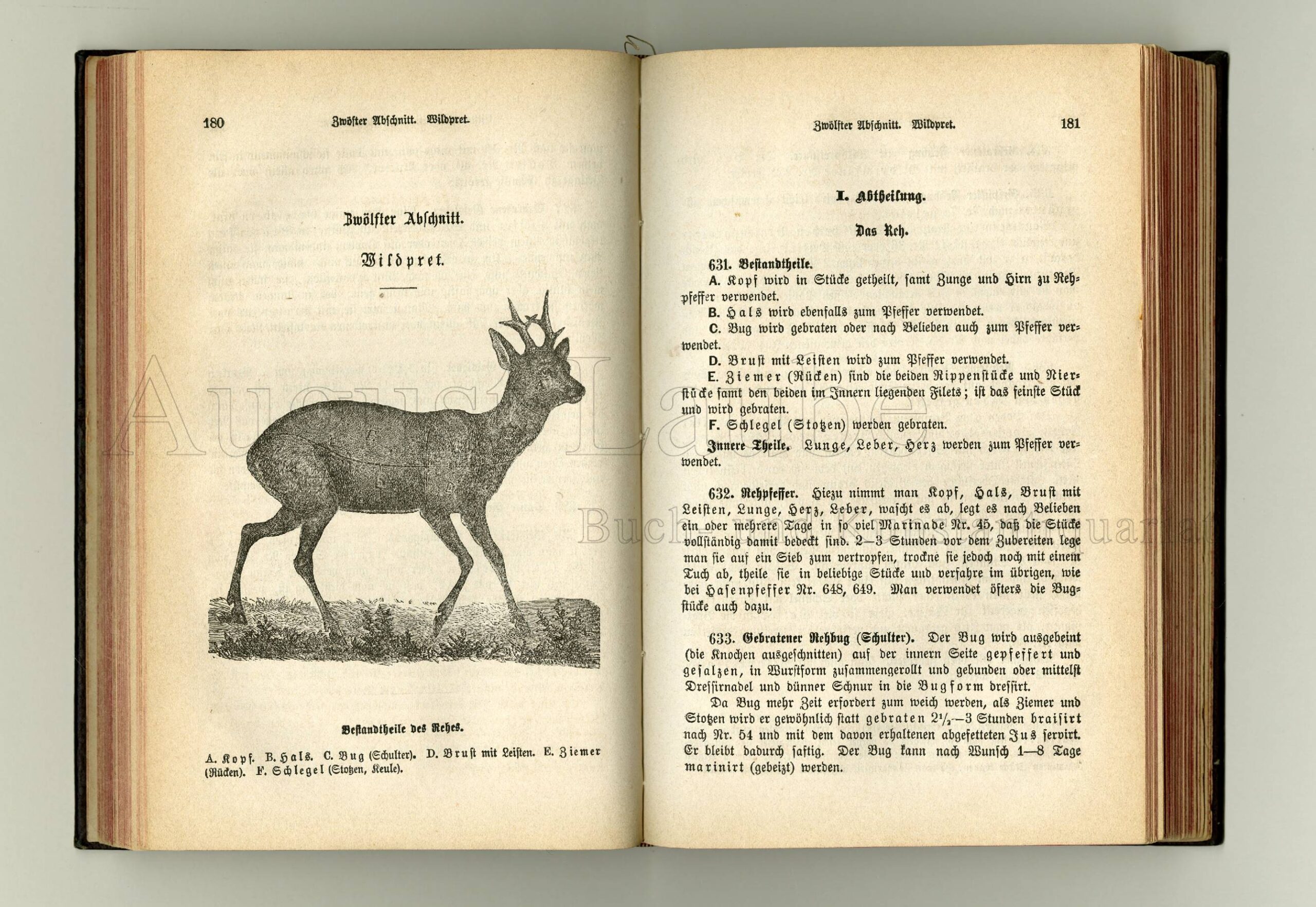 SCHNEIDER AMALIE, GEB. SCHLÖTH August Laube